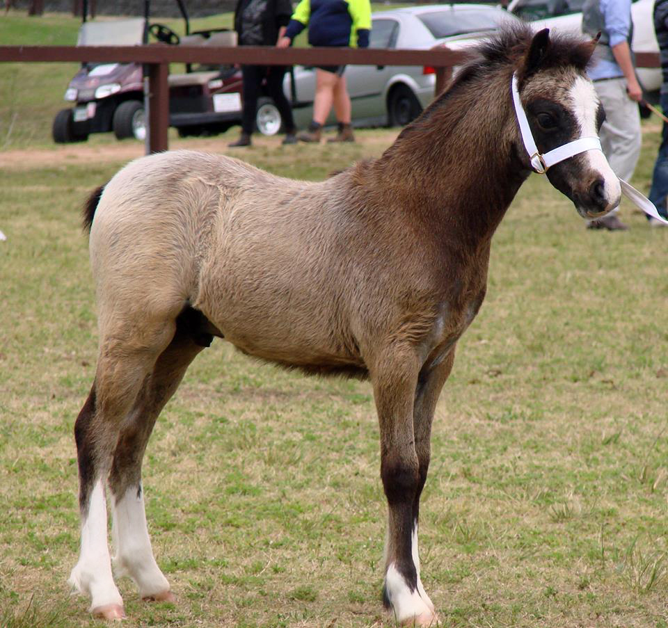 Bellingara Logan - NSW All  Welsh Show