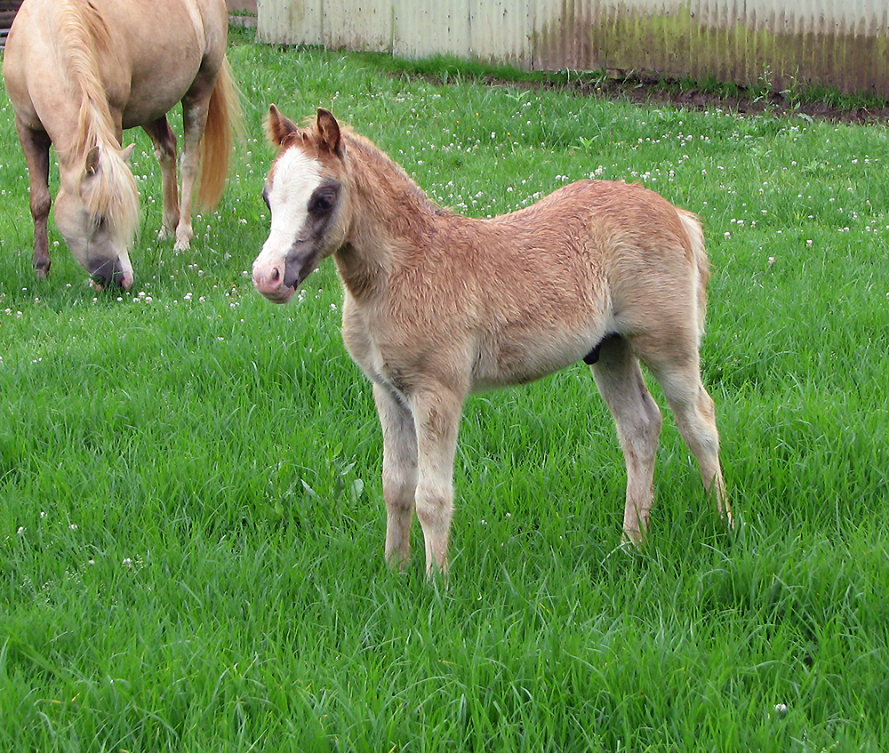 Bellingara Toto - Welsh Mountain Pony for Sale