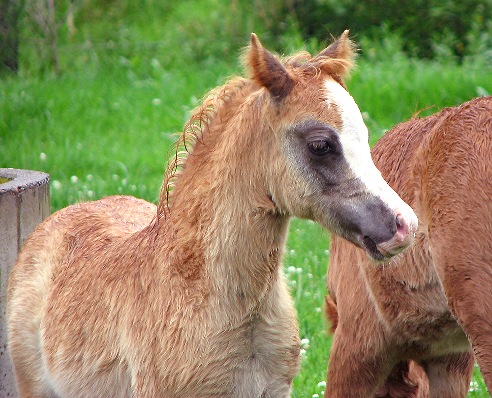 Bellingara Toto - Welsh A Pony for Sale