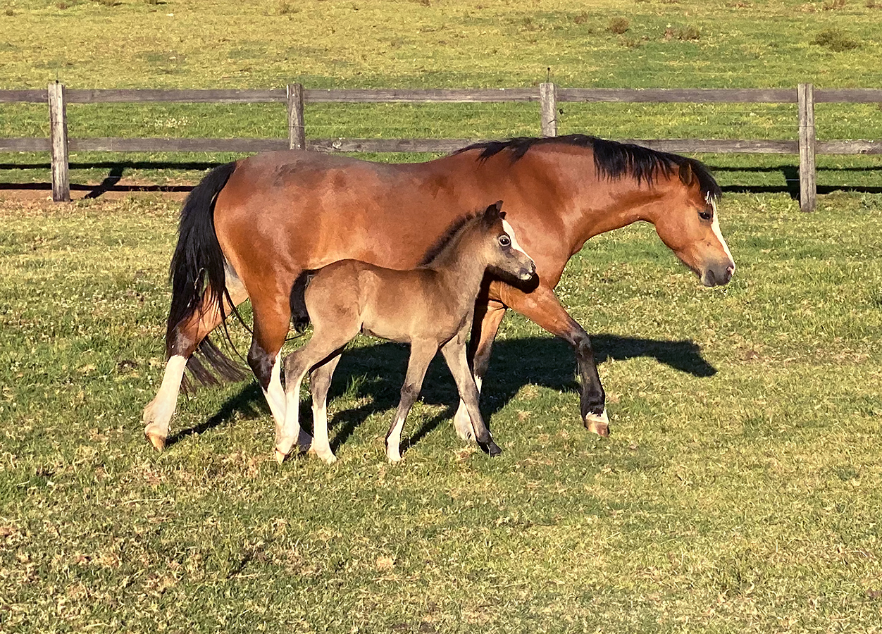Welsh A Mare & Foal For Sale