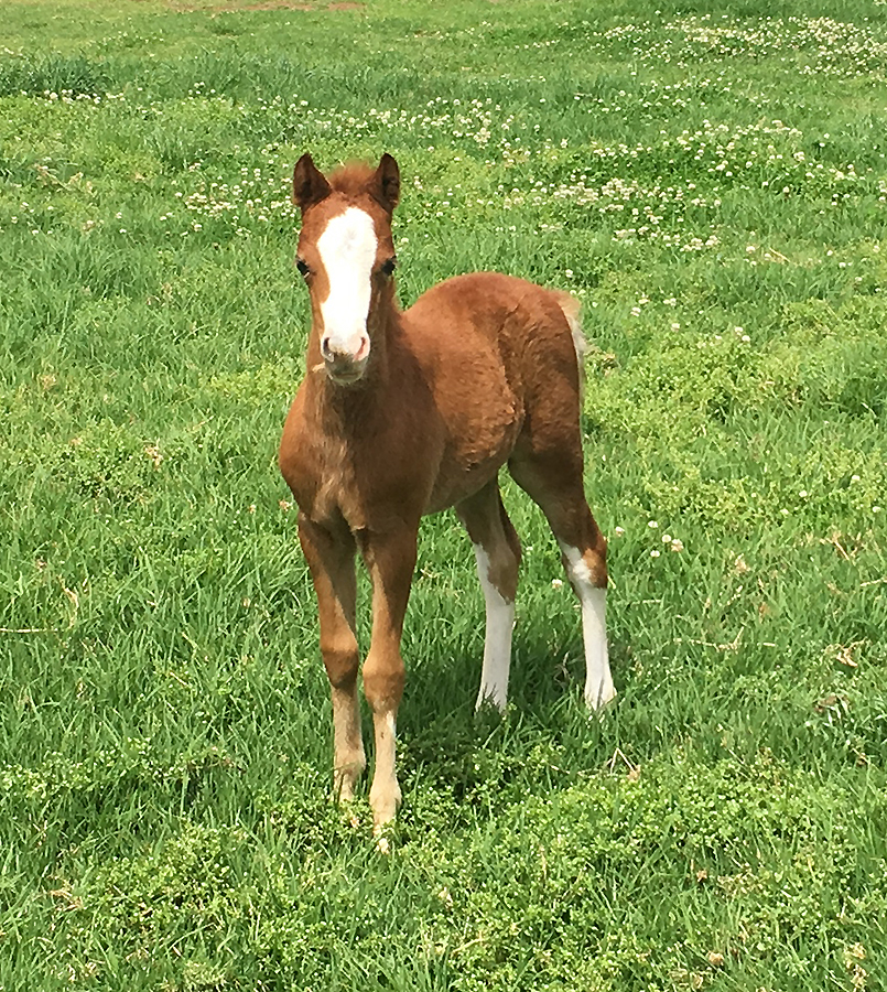 Welsh Mountain Pony Foal - Bellingara Starsky