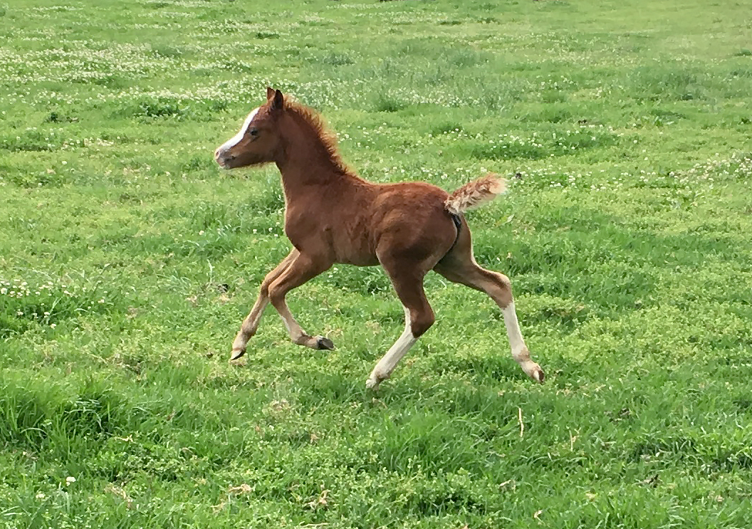 Bellingara Starsky