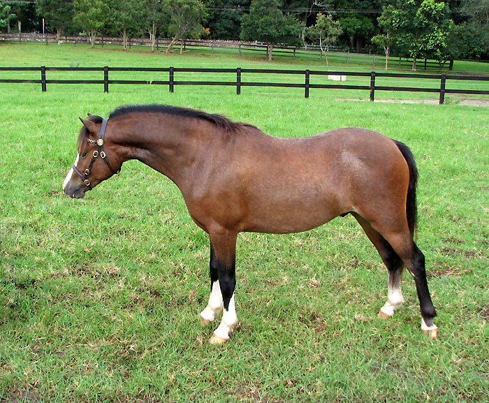 Bellingara Sandpiper - Welsh Sec A Yearling Show Pony For Sale